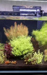 فروش آکواریوم پلنت