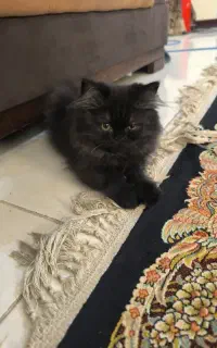 گربه پرشین فلت