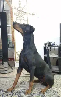 سگ دوبرمن مناسب نگهبانی