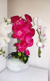 گل ارکیده خارجی