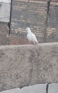 دوتا نر رنگی