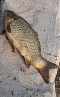 ماهی کپور و آمور