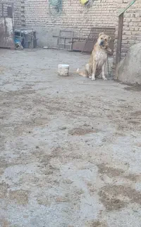 واگذاری سگ سراب