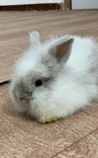 خرگوش لوپ نر و ماده