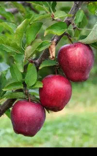راهنمایی کنید
