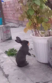 دو عدد خرگوش منی لوپ