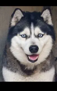 توله سگ هاسکی