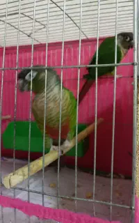 جفت گرجینک نروماده