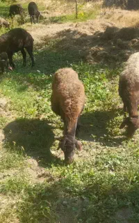 میش افشاری