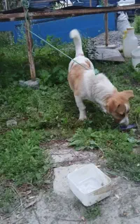 سگ خوشگل بازی گوش