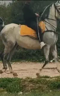 مادیان کورد کره کامران قدیری و دلربا ناصری