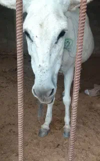 الاغ ترو تمیز سالم بدون عیبو نقض