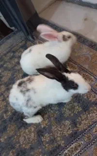 خرگوش ماده