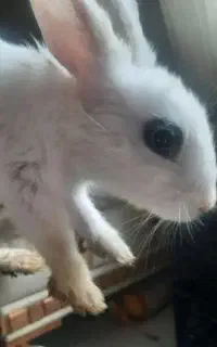 خرید فروش خرگوش محلی