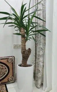 گل یوکا