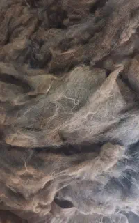 پشم گوسفند
