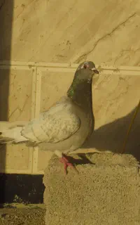 کفتر کبوتر طاووسی فروشی