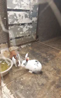 خرگوش