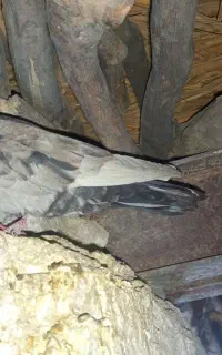 کپشن مهم