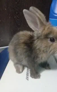 خرگوش لپی اصل