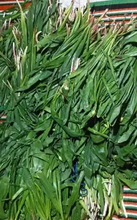 پرموسیر تازه