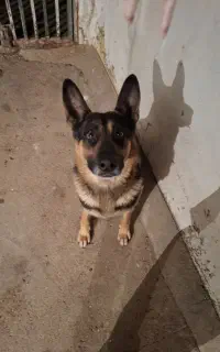 ژرمن و مالینیوز