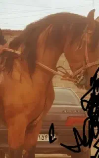 سیلمی مرحله اخر درشور