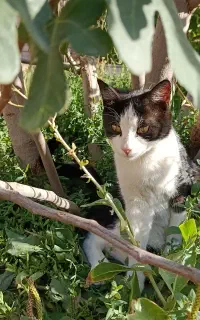 واگذاری گربه بالغ