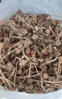 عناب ونهال عناب زرشک پیاز زعفران خراسان جنوبی