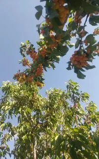 می خوای زمینت جون بگیره