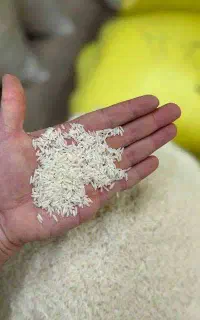 برنج طارم درجه ۱ فریدونکنار