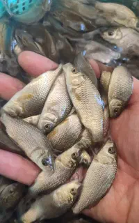 مزرعه پرورش ماهی زیر نظر شیلات