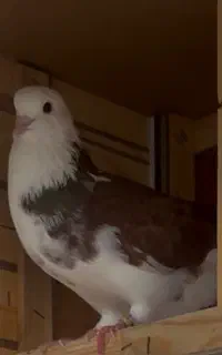 کبوتر باخت رفته