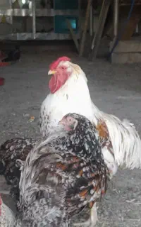 تخم نطفه دار