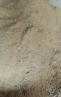 کود گوسفندی