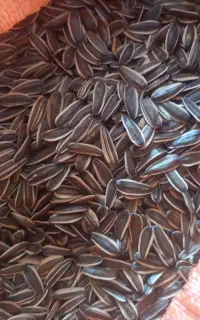 تخمه‌افتابگردانs400