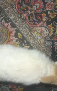 بچه خرگوش