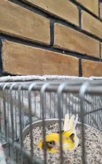 ماده ابلغ رو تخم