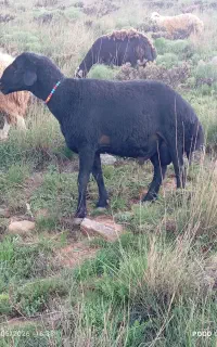 نیاز به یک چوپان ساده