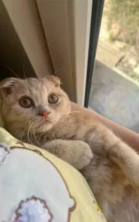 گربه اسکاتیش فولد