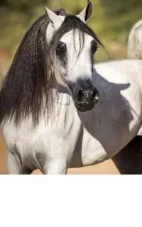 پانسیون و نگه داری اسب بروجرد