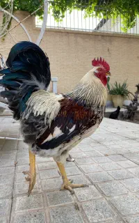 خروس جوان ۷ ماهه