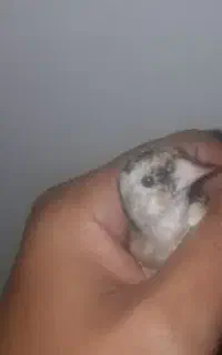 جوجه سیره