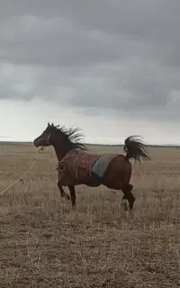 با سلام اسب درشور