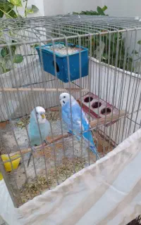 یک جفت مرغ عشق آماده