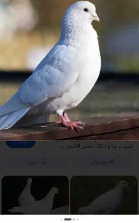 کبوتر طوقی،کبوتر، آگهی بخون