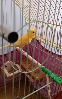 قناری نر یکساله