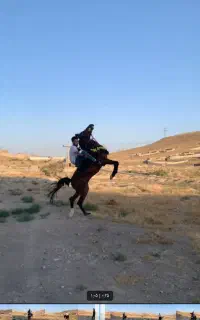 اسب دره شور