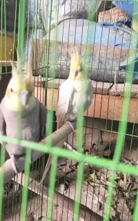 جفت عروس هلندی