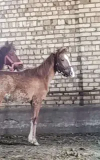 اسب